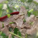 「羊汤」苏南羊肉汤的制作方法（附香料包配比）
