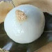 「粑粑」畲族五仁月亮粑粑的配方和制作方法